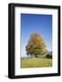 Single Tree in Prealps Landscape in Autumn-Markus Lange-Framed Photographic Print