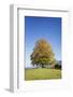 Single Tree in Prealps Landscape in Autumn-Markus Lange-Framed Photographic Print