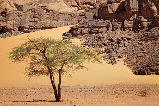 Single tree in Sahara Desert, Algeria Photo | AllPosters.com