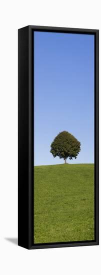 Single Tree on a Hill, Allgau, Swabia, Baden Wurttemberg, Germany, Europe-Markus Lange-Framed Stretched Canvas