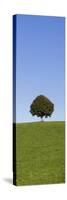 Single Tree on a Hill, Allgau, Swabia, Baden Wurttemberg, Germany, Europe-Markus Lange-Stretched Canvas