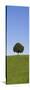 Single Tree on a Hill, Allgau, Swabia, Baden Wurttemberg, Germany, Europe-Markus Lange-Stretched Canvas