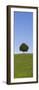 Single Tree on a Hill, Allgau, Swabia, Baden Wurttemberg, Germany, Europe-Markus Lange-Framed Premium Photographic Print