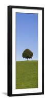 Single Tree on a Hill, Allgau, Swabia, Baden Wurttemberg, Germany, Europe-Markus Lange-Framed Premium Photographic Print