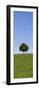 Single Tree on a Hill, Allgau, Swabia, Baden Wurttemberg, Germany, Europe-Markus Lange-Framed Premium Photographic Print