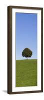 Single Tree on a Hill, Allgau, Swabia, Baden Wurttemberg, Germany, Europe-Markus Lange-Framed Photographic Print