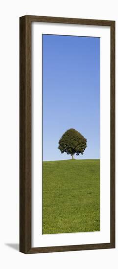 Single Tree on a Hill, Allgau, Swabia, Baden Wurttemberg, Germany, Europe-Markus Lange-Framed Photographic Print