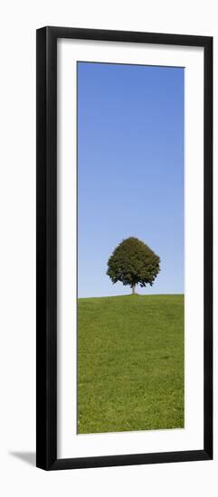 Single Tree on a Hill, Allgau, Swabia, Baden Wurttemberg, Germany, Europe-Markus Lange-Framed Photographic Print