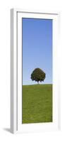 Single Tree on a Hill, Allgau, Swabia, Baden Wurttemberg, Germany, Europe-Markus Lange-Framed Photographic Print