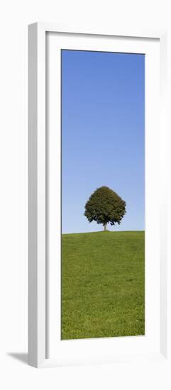 Single Tree on a Hill, Allgau, Swabia, Baden Wurttemberg, Germany, Europe-Markus Lange-Framed Photographic Print