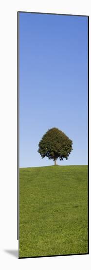 Single Tree on a Hill, Allgau, Swabia, Baden Wurttemberg, Germany, Europe-Markus Lange-Mounted Photographic Print