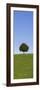 Single Tree on a Hill, Allgau, Swabia, Baden Wurttemberg, Germany, Europe-Markus Lange-Framed Photographic Print