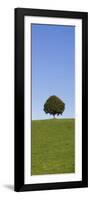 Single Tree on a Hill, Allgau, Swabia, Baden Wurttemberg, Germany, Europe-Markus Lange-Framed Photographic Print