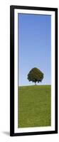 Single Tree on a Hill, Allgau, Swabia, Baden Wurttemberg, Germany, Europe-Markus Lange-Framed Photographic Print