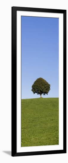 Single Tree on a Hill, Allgau, Swabia, Baden Wurttemberg, Germany, Europe-Markus Lange-Framed Photographic Print