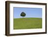 Single Tree on a Hill, Allgau, Swabia, Baden Wurttemberg, Germany, Europe-Markus-Framed Photographic Print