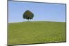 Single Tree on a Hill, Allgau, Swabia, Baden Wurttemberg, Germany, Europe-Markus-Mounted Photographic Print