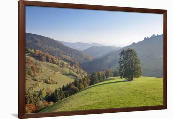 Single tree on hill, Wiedener Eck, Black Forest, Baden-Wurttemberg, Germany-Markus Lange-Framed Photographic Print