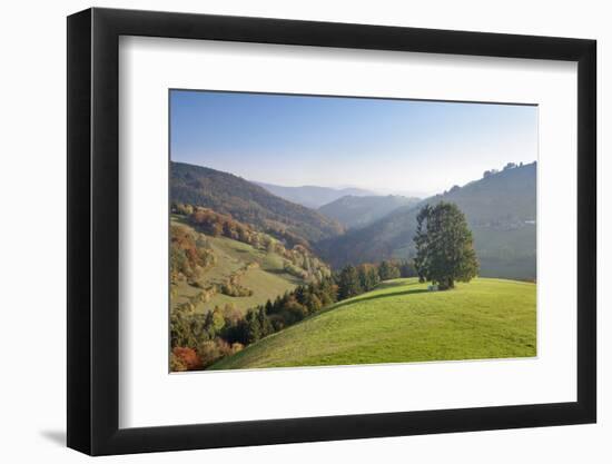 Single tree on hill, Wiedener Eck, Black Forest, Baden-Wurttemberg, Germany-Markus Lange-Framed Photographic Print