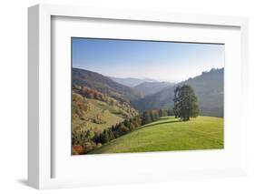 Single tree on hill, Wiedener Eck, Black Forest, Baden-Wurttemberg, Germany-Markus Lange-Framed Photographic Print