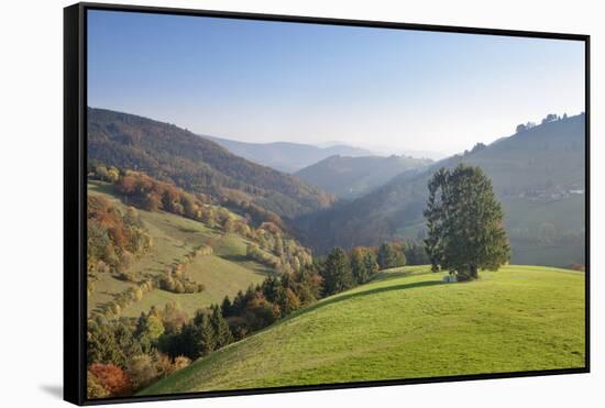 Single tree on hill, Wiedener Eck, Black Forest, Baden-Wurttemberg, Germany-Markus Lange-Framed Stretched Canvas