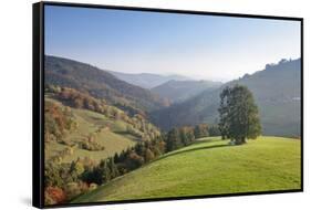 Single tree on hill, Wiedener Eck, Black Forest, Baden-Wurttemberg, Germany-Markus Lange-Framed Stretched Canvas