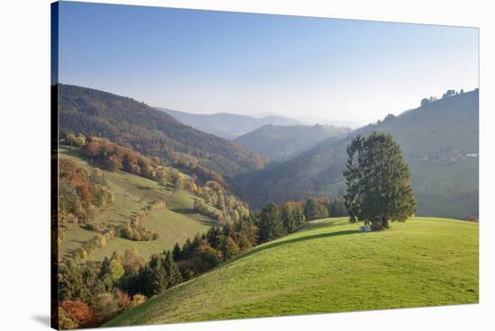 Single tree on hill, Wiedener Eck, Black Forest, Baden-Wurttemberg, Germany-Markus Lange-Stretched Canvas