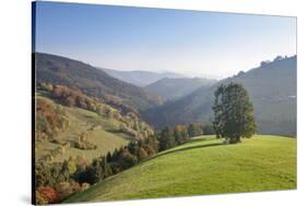 Single tree on hill, Wiedener Eck, Black Forest, Baden-Wurttemberg, Germany-Markus Lange-Stretched Canvas