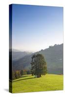 Single tree on hill, Wiedener Eck, Black Forest, Baden-Wurttemberg, Germany-Markus Lange-Stretched Canvas