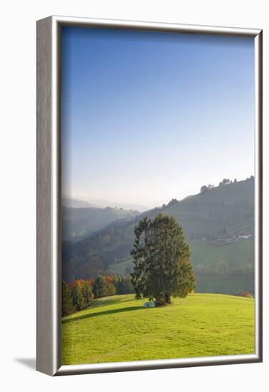 Single tree on hill, Wiedener Eck, Black Forest, Baden-Wurttemberg, Germany-Markus Lange-Framed Photographic Print