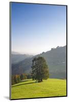 Single tree on hill, Wiedener Eck, Black Forest, Baden-Wurttemberg, Germany-Markus Lange-Mounted Photographic Print