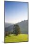 Single tree on hill, Wiedener Eck, Black Forest, Baden-Wurttemberg, Germany-Markus Lange-Mounted Photographic Print