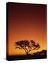Single Tree Silhouetted Against a Red Sunset Sky in the Evening, Kruger National Park, South Africa-Paul Allen-Stretched Canvas