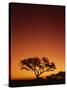 Single Tree Silhouetted Against a Red Sunset Sky in the Evening, Kruger National Park, South Africa-Paul Allen-Stretched Canvas