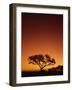 Single Tree Silhouetted Against a Red Sunset Sky in the Evening, Kruger National Park, South Africa-Paul Allen-Framed Photographic Print