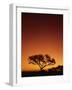 Single Tree Silhouetted Against a Red Sunset Sky in the Evening, Kruger National Park, South Africa-Paul Allen-Framed Photographic Print