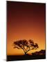 Single Tree Silhouetted Against a Red Sunset Sky in the Evening, Kruger National Park, South Africa-Paul Allen-Mounted Photographic Print