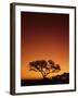 Single Tree Silhouetted Against a Red Sunset Sky in the Evening, Kruger National Park, South Africa-Paul Allen-Framed Photographic Print