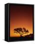 Single Tree Silhouetted Against a Red Sunset Sky in the Evening, Kruger National Park, South Africa-Paul Allen-Framed Stretched Canvas