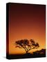 Single Tree Silhouetted Against a Red Sunset Sky in the Evening, Kruger National Park, South Africa-Paul Allen-Stretched Canvas