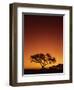 Single Tree Silhouetted Against a Red Sunset Sky in the Evening, Kruger National Park, South Africa-Paul Allen-Framed Photographic Print