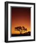 Single Tree Silhouetted Against a Red Sunset Sky in the Evening, Kruger National Park, South Africa-Paul Allen-Framed Photographic Print