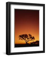 Single Tree Silhouetted Against a Red Sunset Sky in the Evening, Kruger National Park, South Africa-Paul Allen-Framed Photographic Print