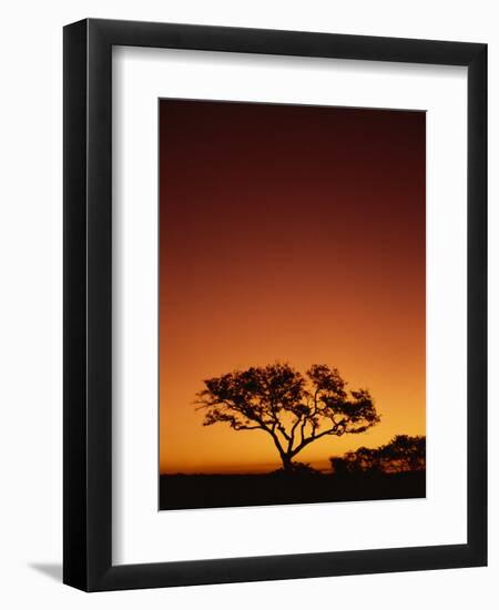 Single Tree Silhouetted Against a Red Sunset Sky in the Evening, Kruger National Park, South Africa-Paul Allen-Framed Photographic Print