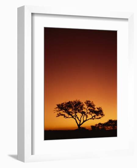 Single Tree Silhouetted Against a Red Sunset Sky in the Evening, Kruger National Park, South Africa-Paul Allen-Framed Photographic Print