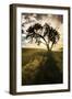 Single tree silhouetted at sunrise, Palouse region of Eastern Washington State.-Adam Jones-Framed Photographic Print