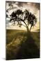 Single tree silhouetted at sunrise, Palouse region of Eastern Washington State.-Adam Jones-Mounted Photographic Print