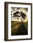 Single tree silhouetted at sunrise, Palouse region of Eastern Washington State.-Adam Jones-Framed Photographic Print