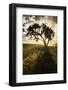 Single tree silhouetted at sunrise, Palouse region of Eastern Washington State.-Adam Jones-Framed Photographic Print