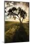 Single tree silhouetted at sunrise, Palouse region of Eastern Washington State.-Adam Jones-Mounted Photographic Print